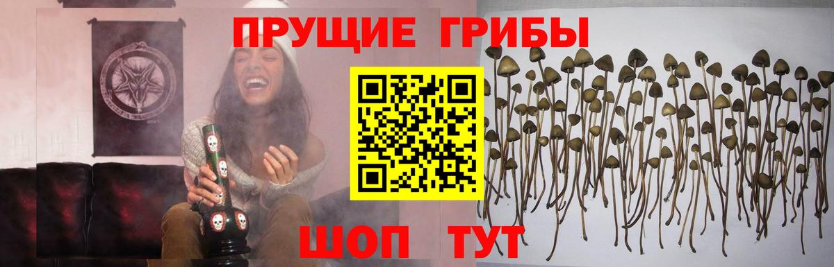 Семилуки  Псилоцибиновые грибы прущие грибы  Вход с VPN 